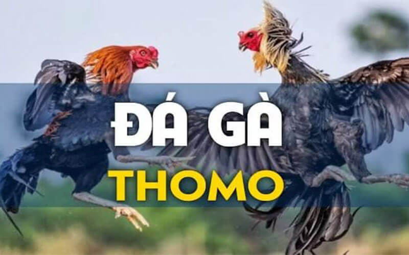 https://armcom.co.uk/da-ga-thomo/